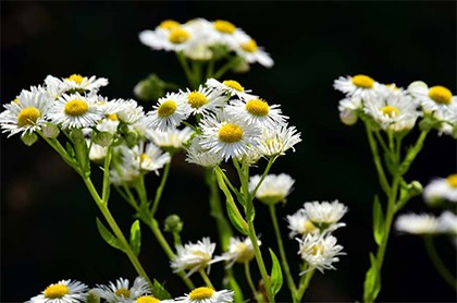 夢見結婚吵架又和好